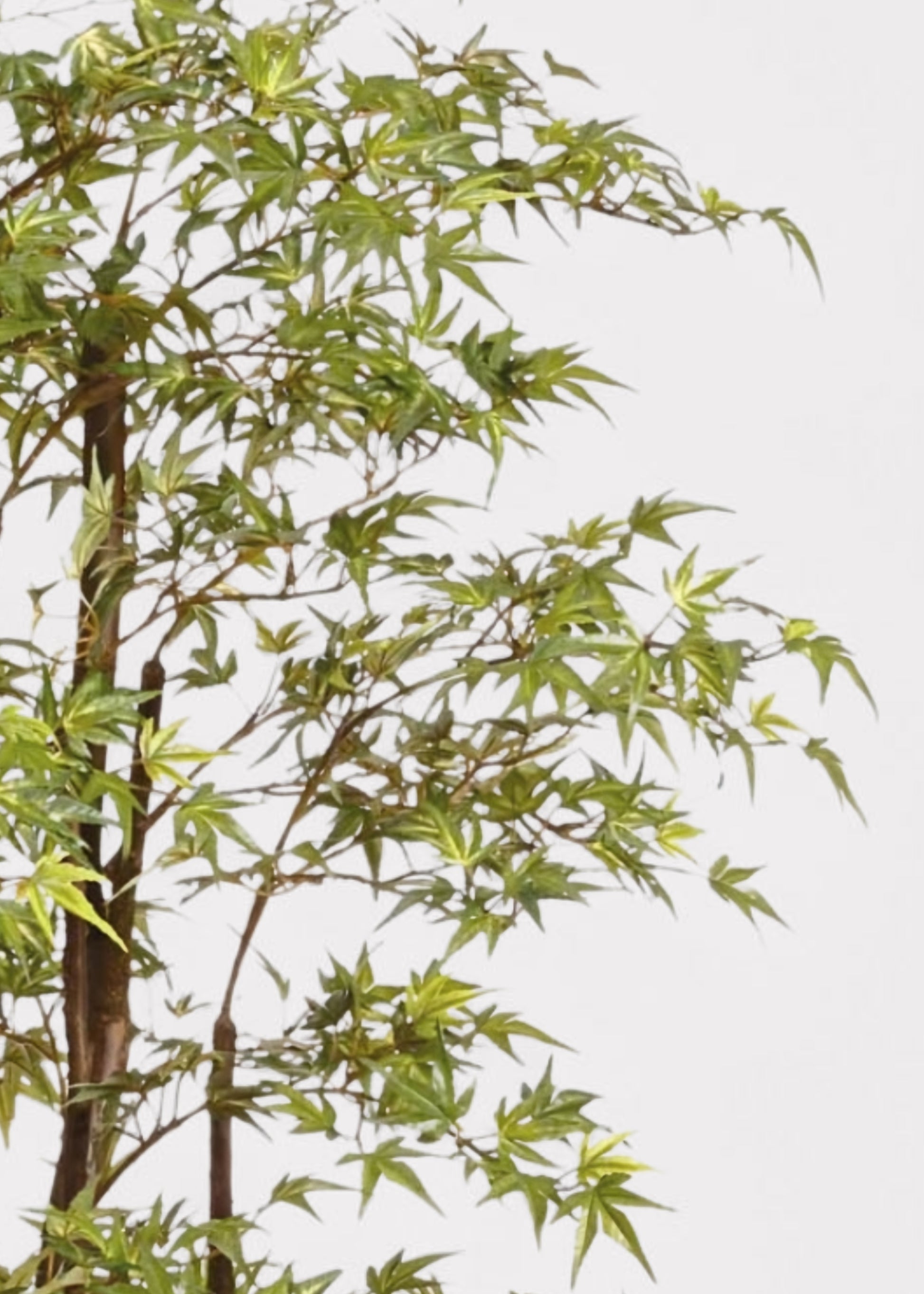 Close-up of a Japanese Maple Tree