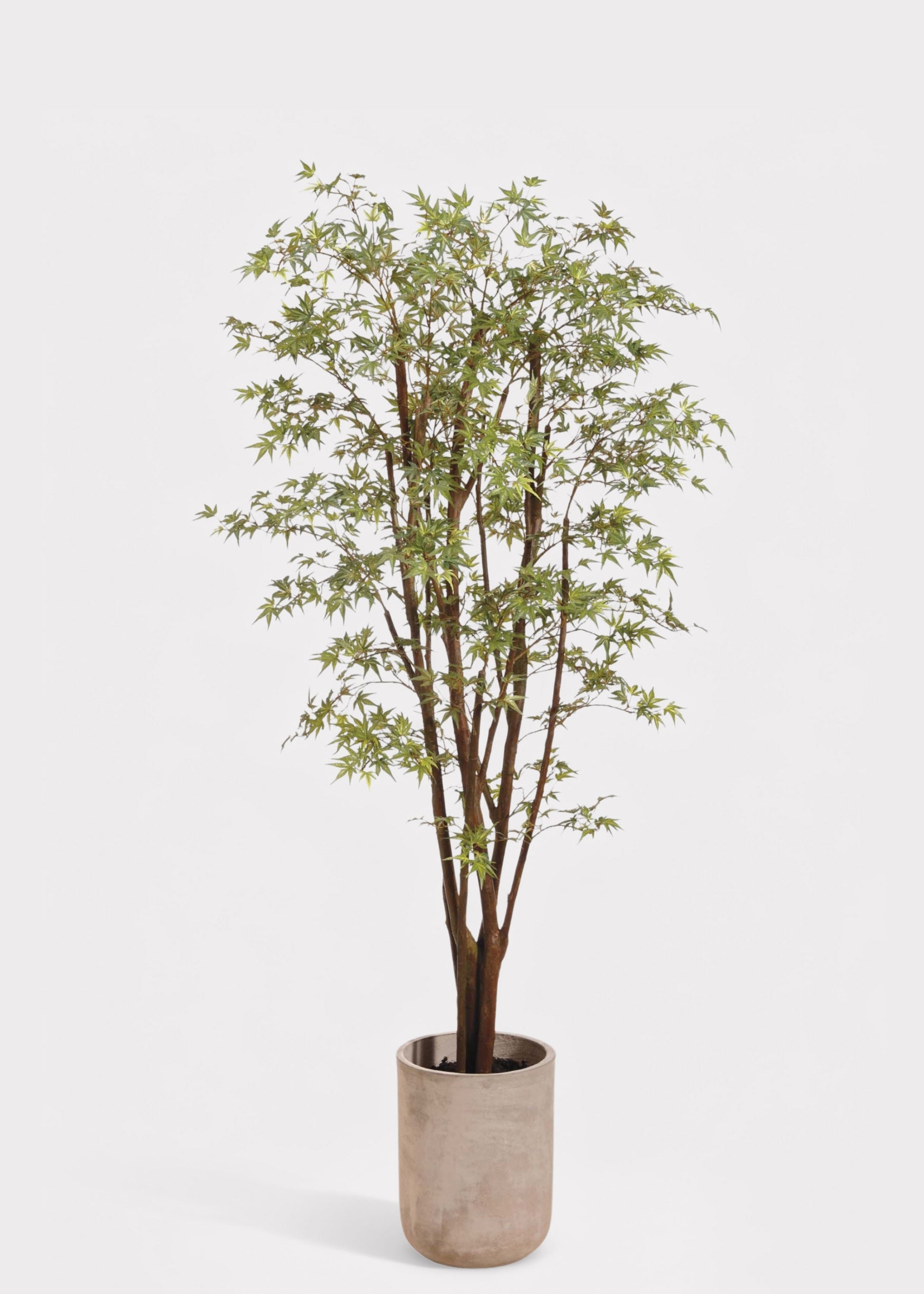 potted japanese plants Faux Potted Japanese Maple Tree in Cement Pot