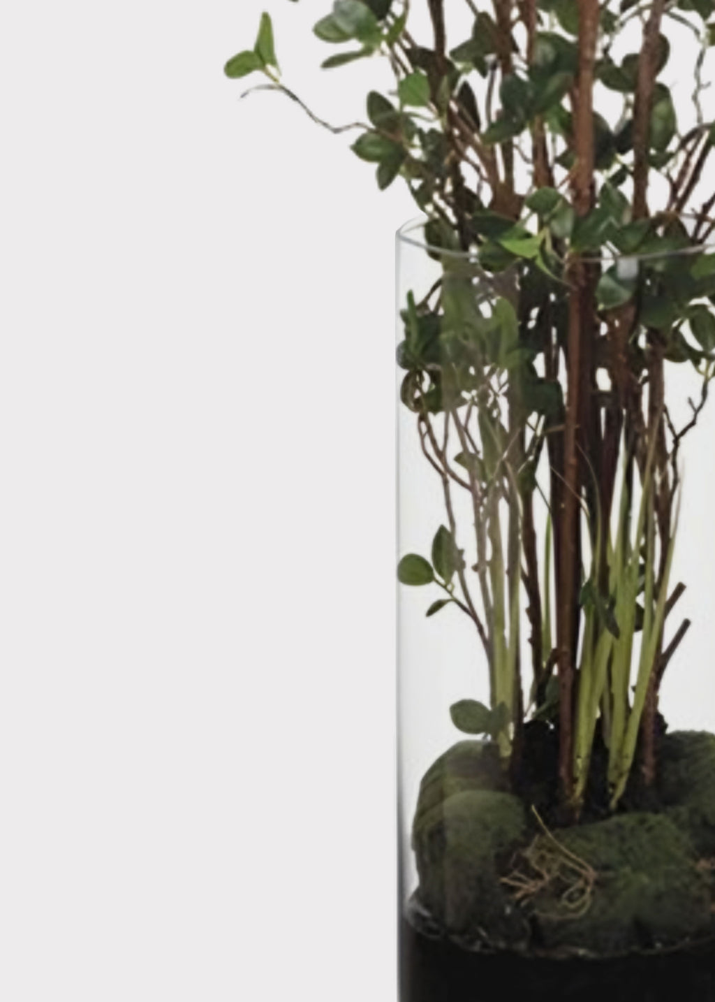 Cylindrical glass vase with green plants and decorative stones 