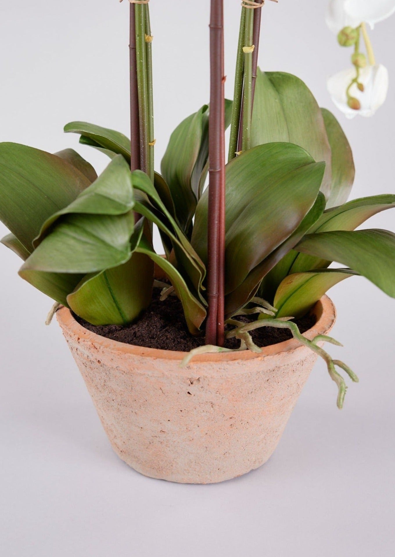 Pot and Soil of Faux Orchid Plant in Closeup View