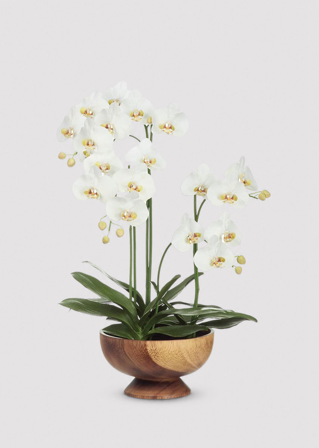 Cream Orchid Arrangement in Wood Footed Planter 
