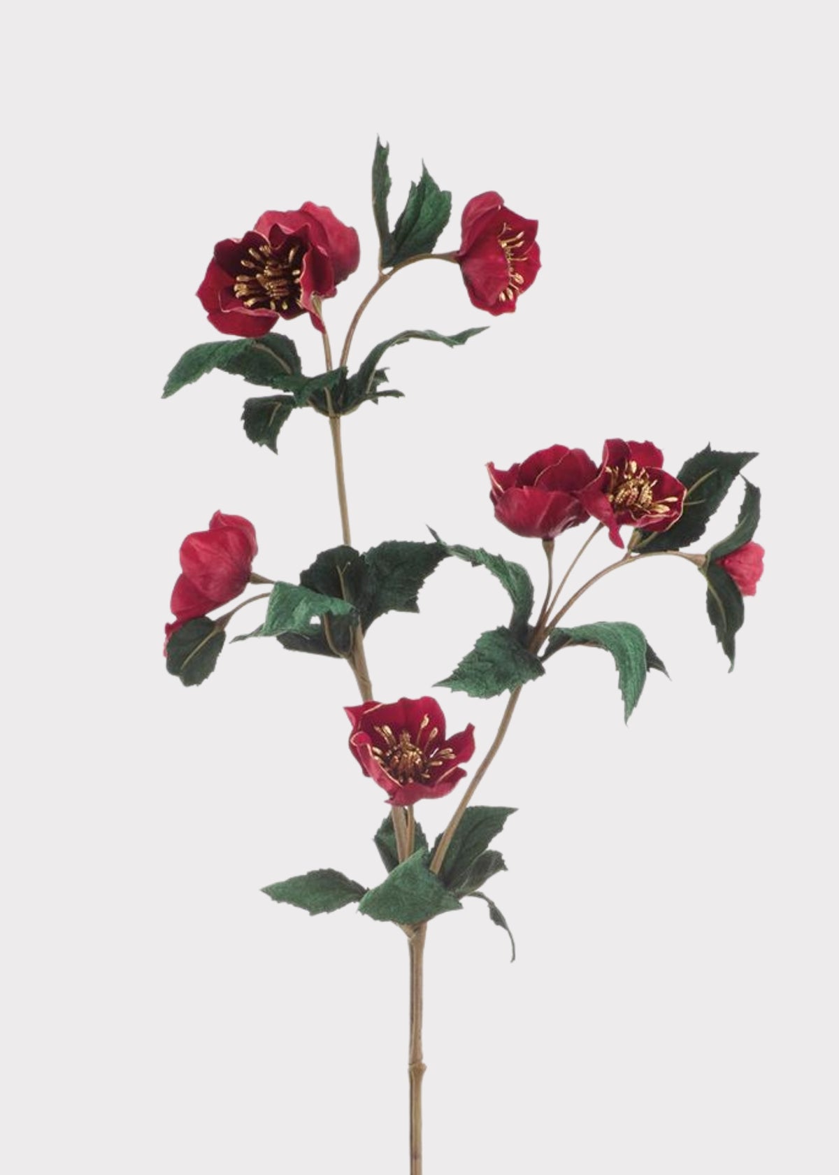 Red and Gold Velvet Hellebore
