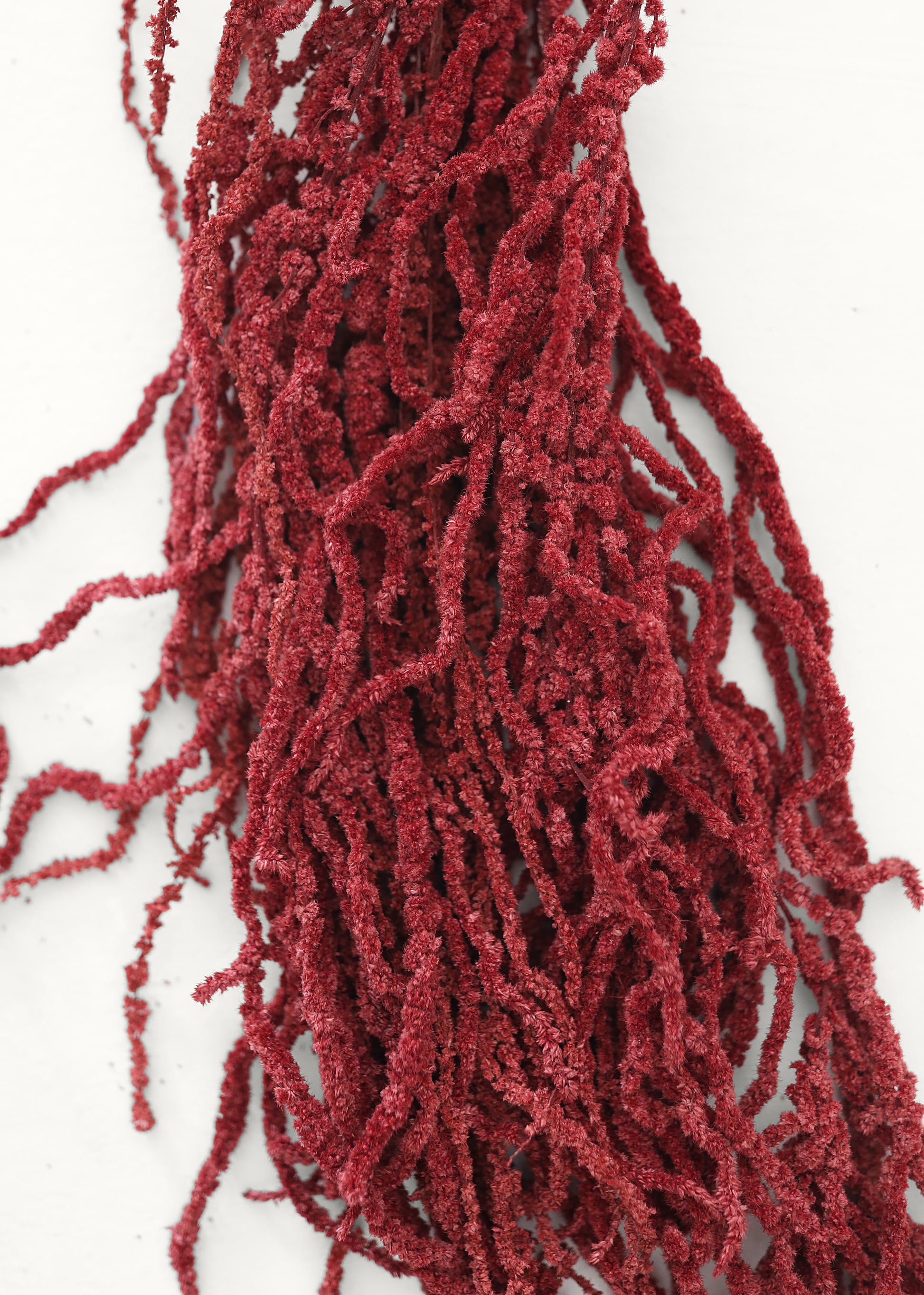 burgundy hanging plant Burgundy Preserved Hanging Amaranthus