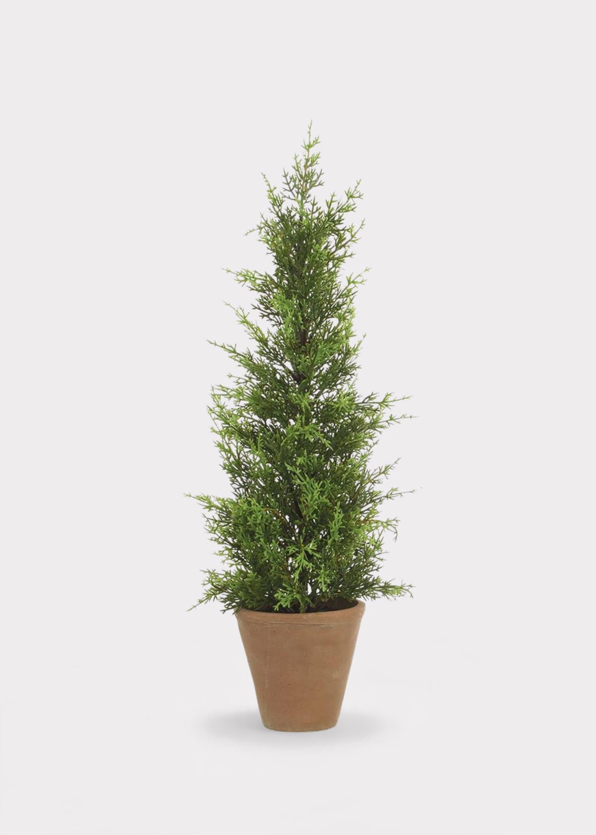 24" Tall Juniper Potted Tabletop Tree
