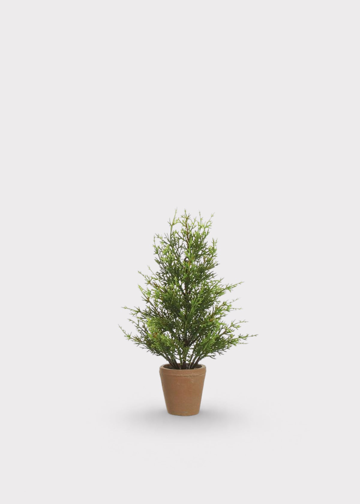 Small Tabletop Juniper Tree