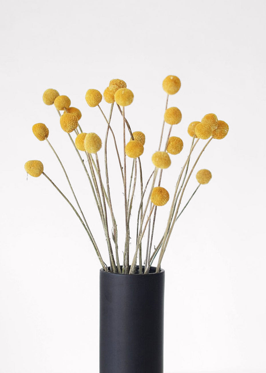 Dried Yellow Billy Balls in Black Ceramic Vase at Afloral
