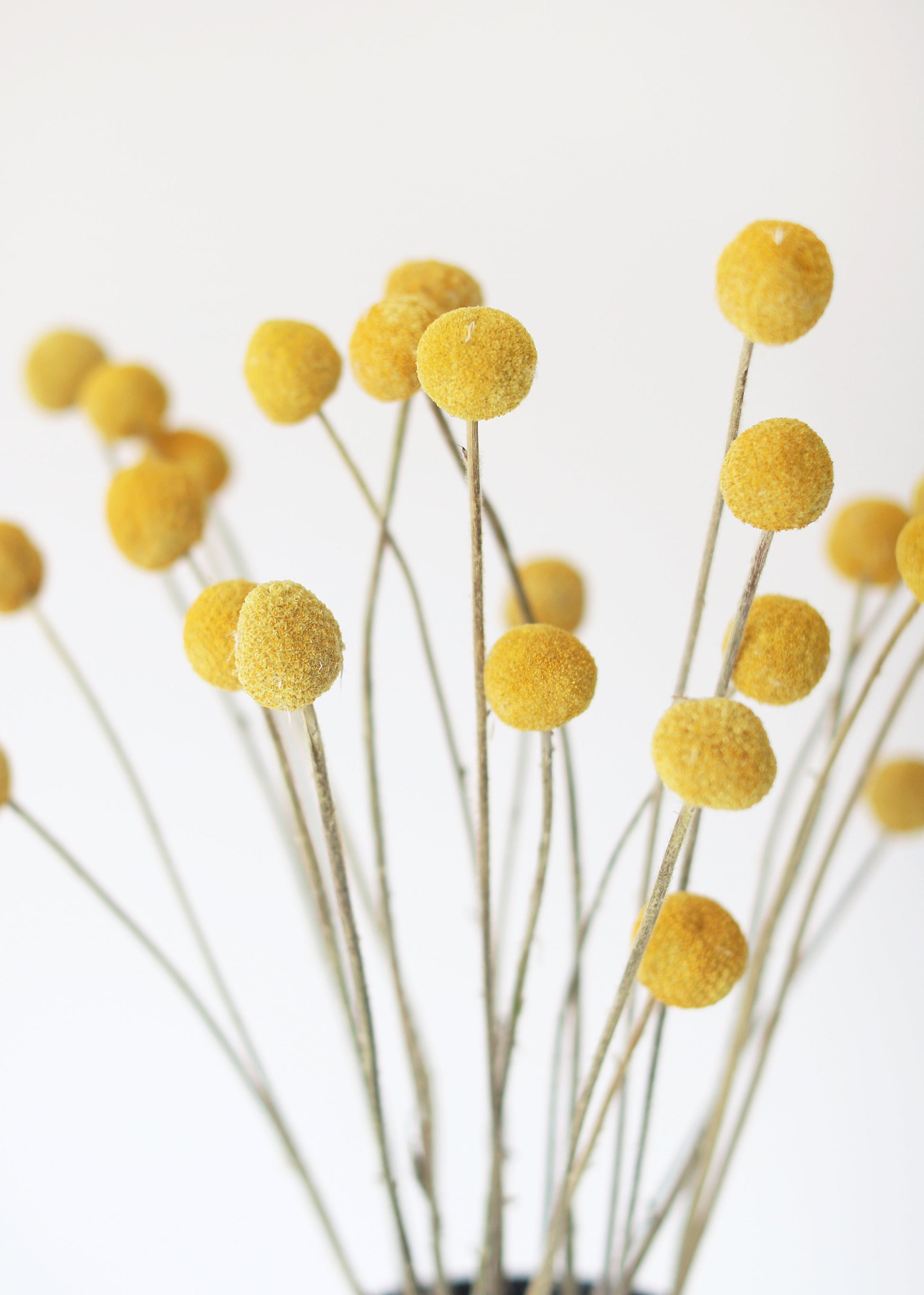 Dried Craspedia Bundle