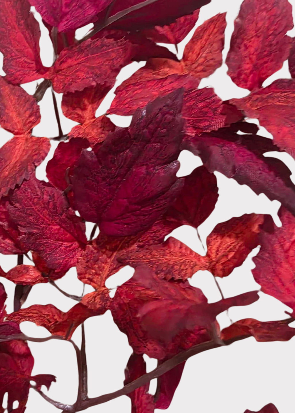 Close-up of a red cimicifuga faux plant with textured, crinkled leaves in deep crimson and burgundy tones
