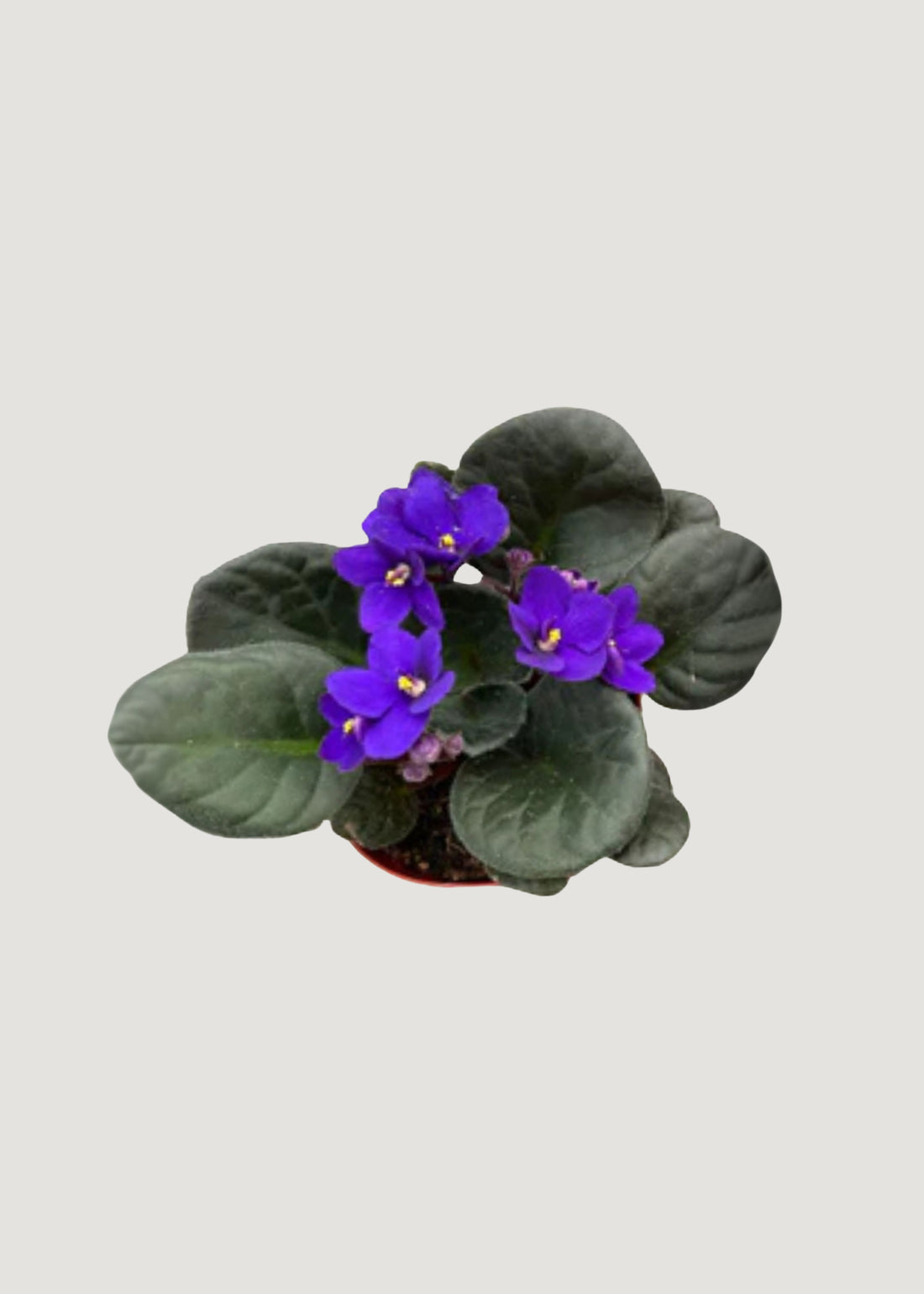  African Violet Plant 