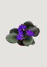  African Violet Plant 