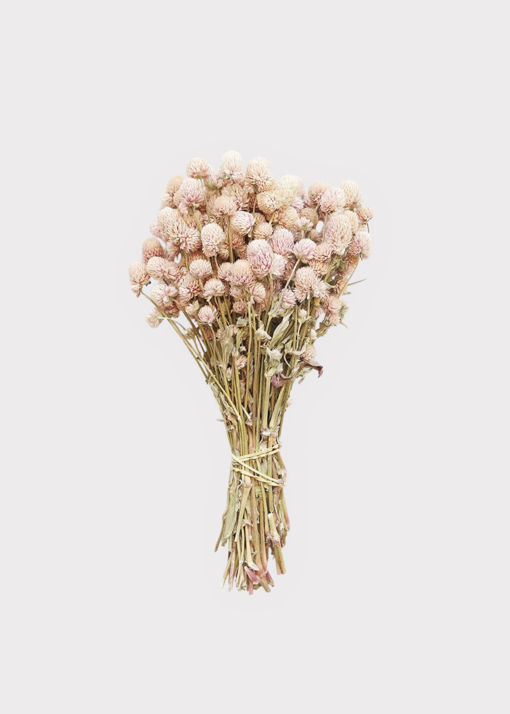 Dried Flowers in Pink Globe Amaranth Bundle at Afloral