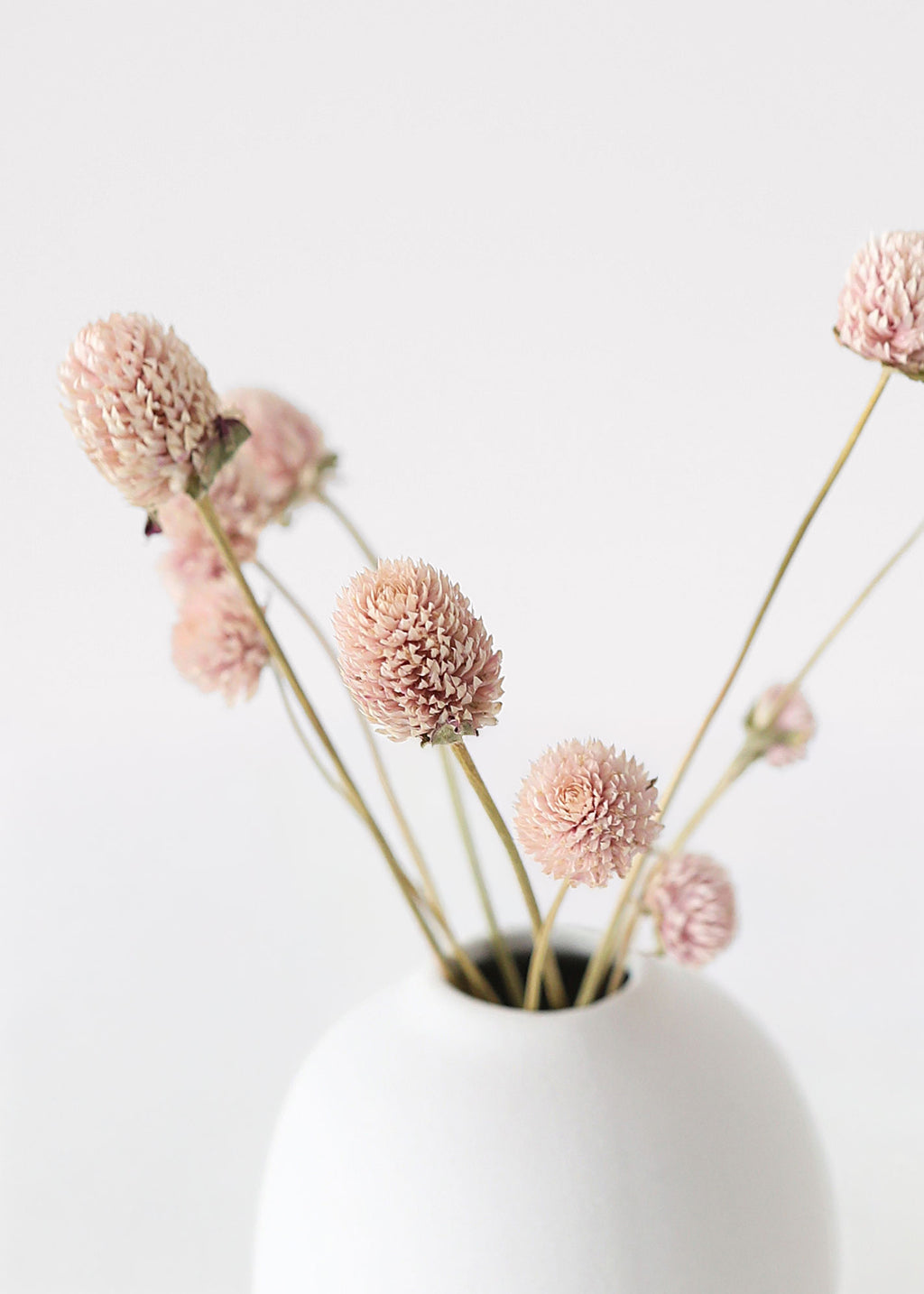 Dried Pink Amaranth