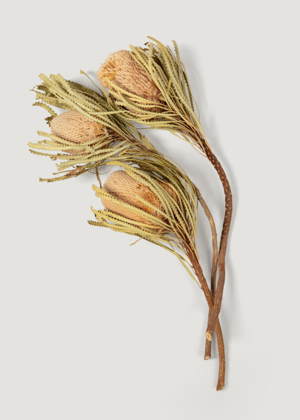 Bundle of 3 Dried Banksia Protea Flower