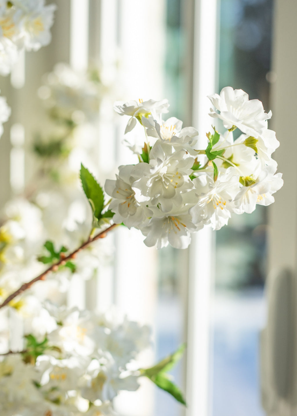 Close-up of white cherry blossom flowers 