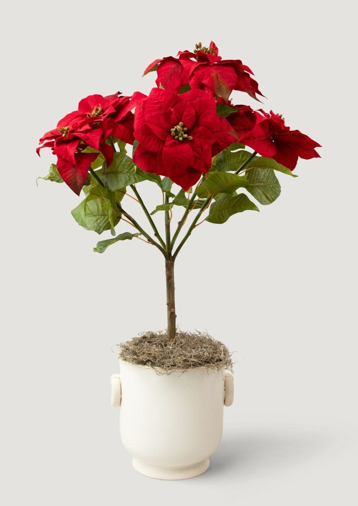 Faux Red Poinsettia Potted Plant Styled in Cream Pot with Spanish Moss