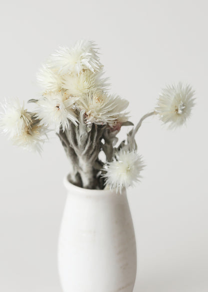 dried everlastings in a white vase