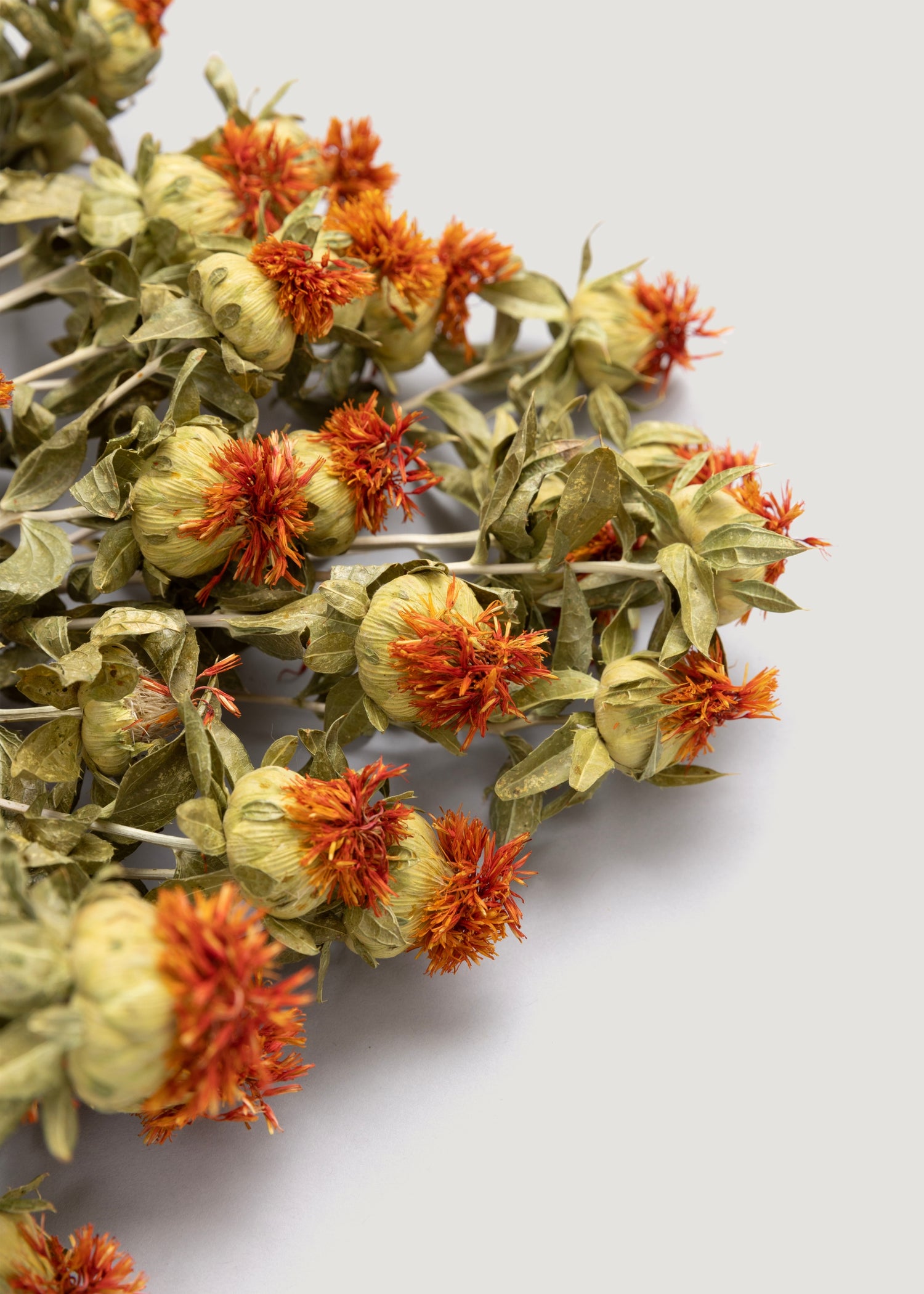dried safflower bundle