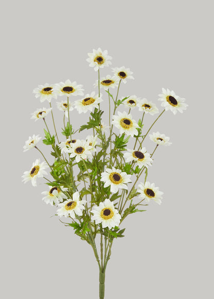 Black-Eyed-Susan Bush