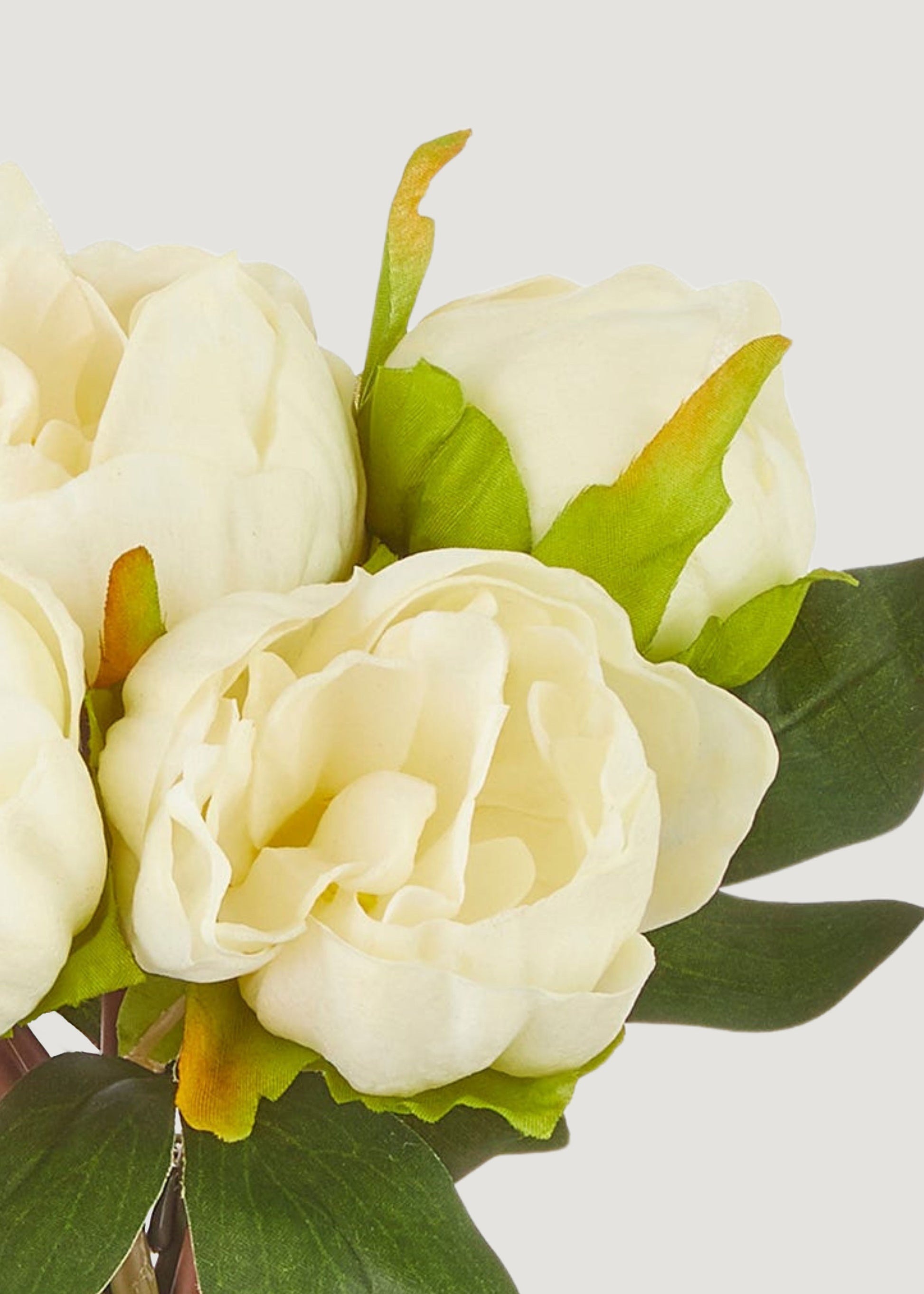 Close-up of real touch cream white peonies
