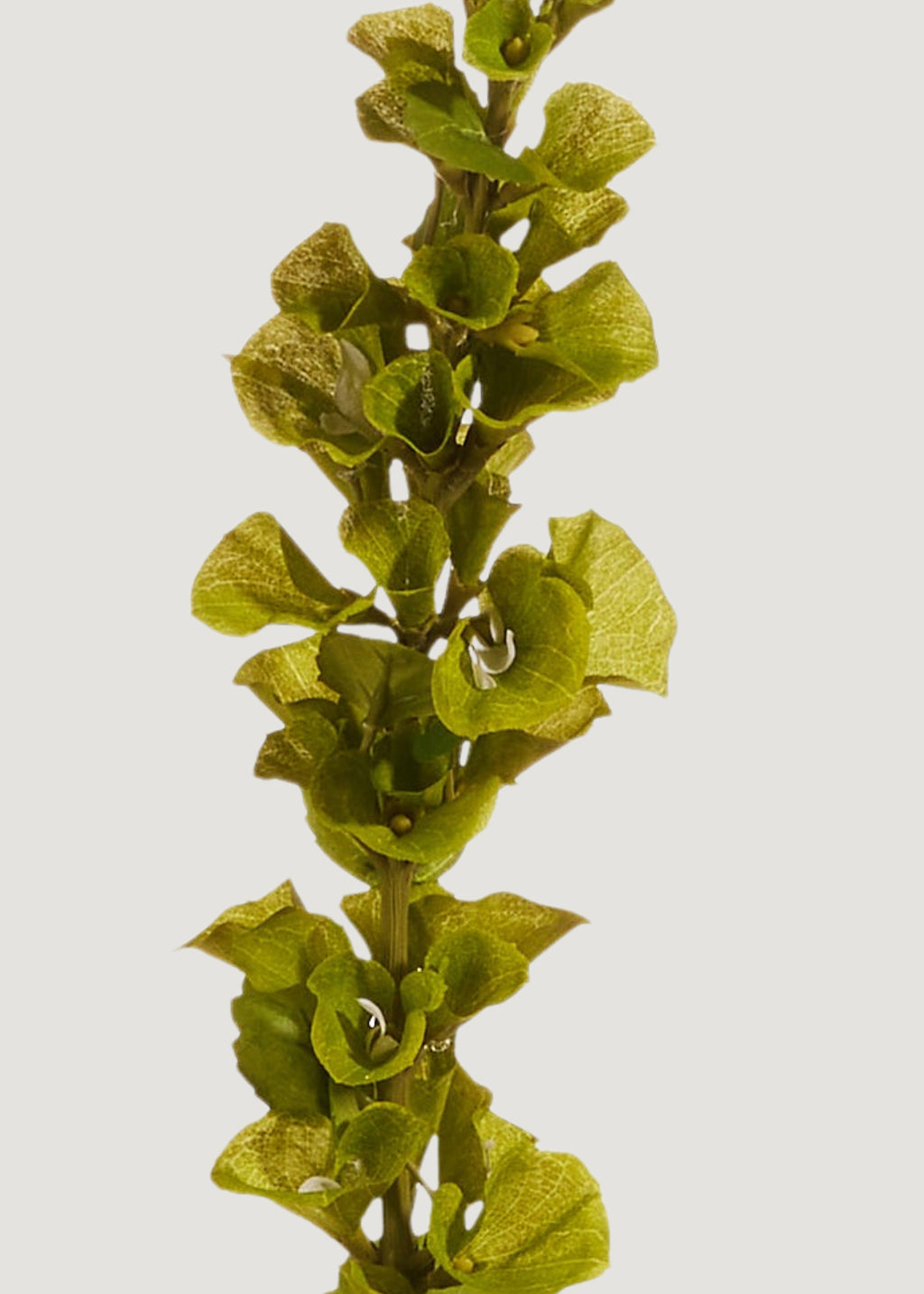 Close-up of Artificial Bells of Ireland Flower Stem