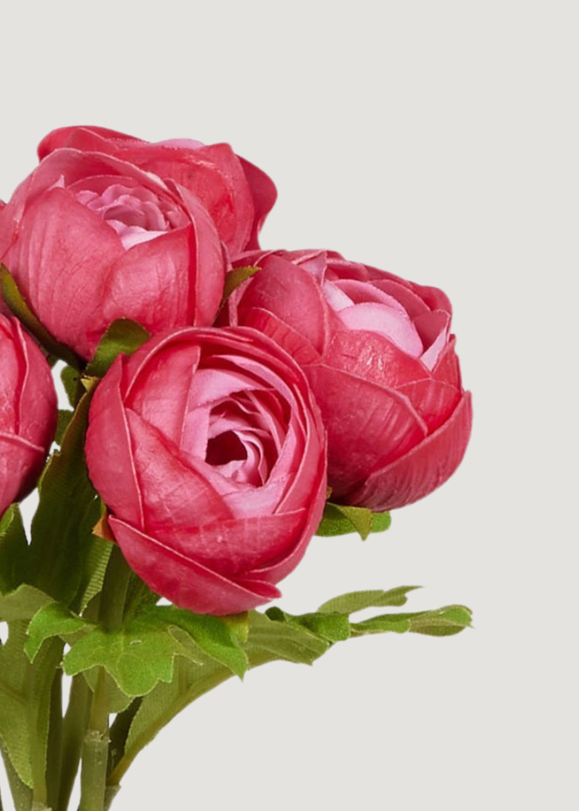 Close-up of real touch dark pink ranunculus