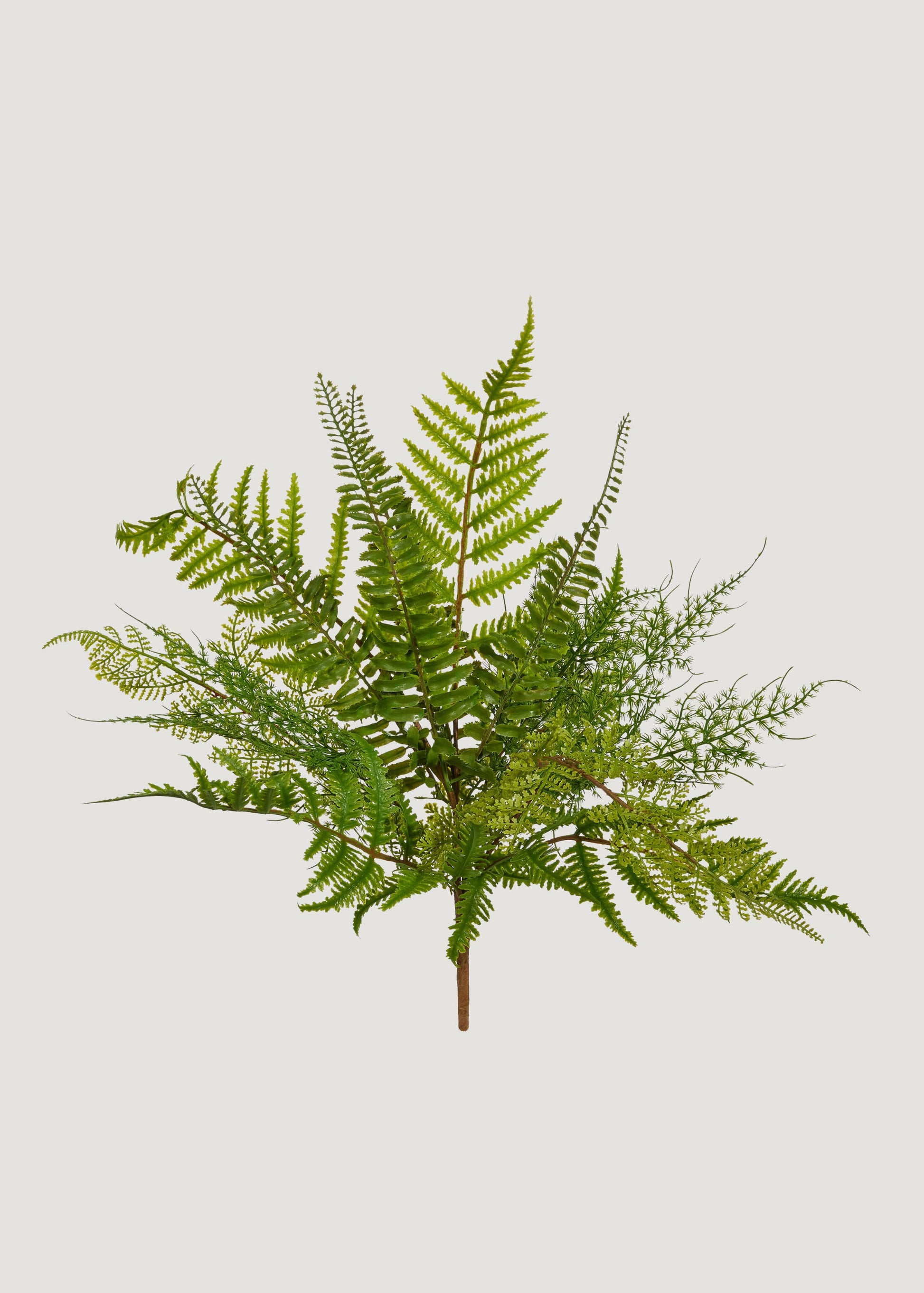 Fake Fern Leaf Plant 