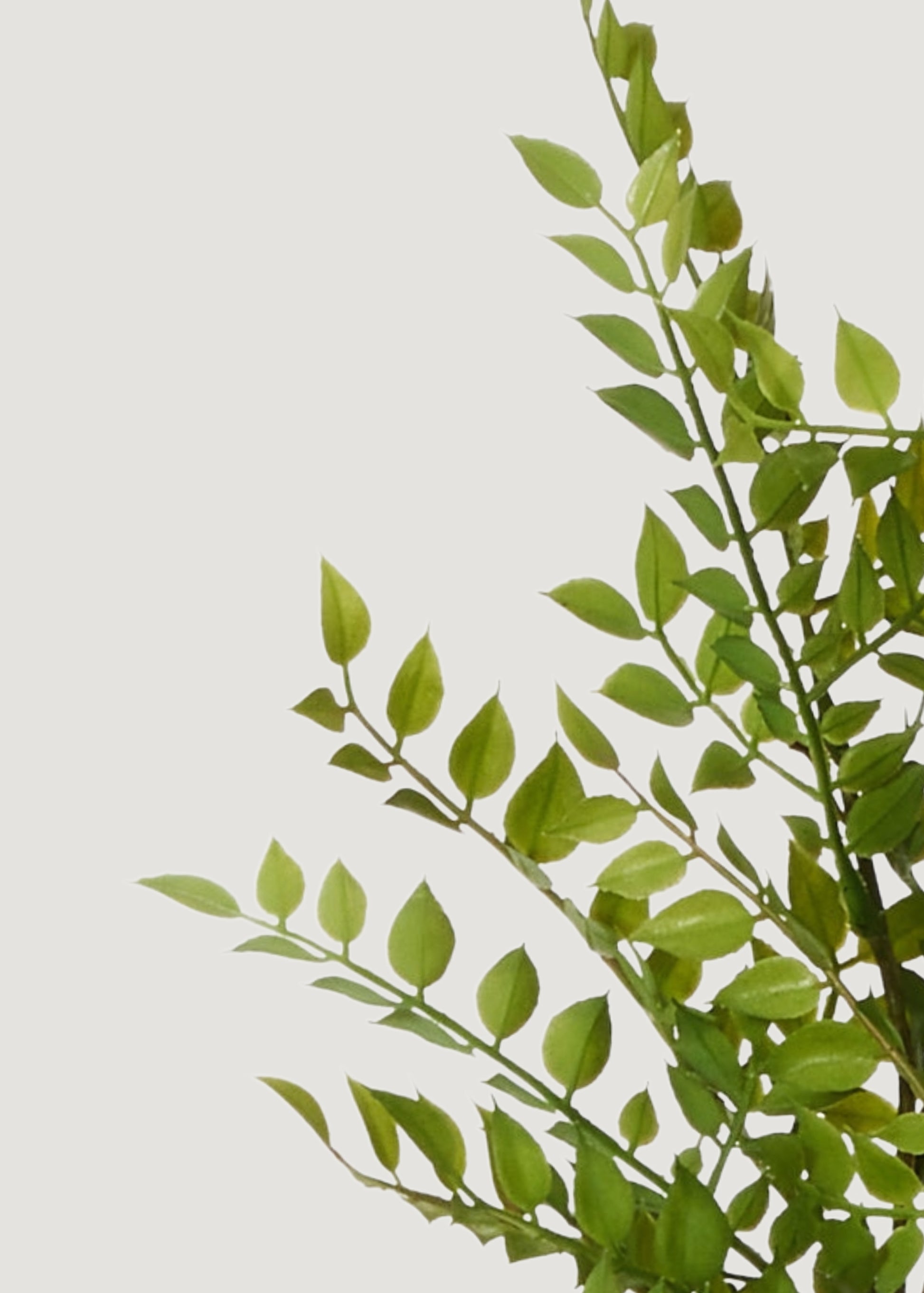 Close-up of fake ruscus leaves