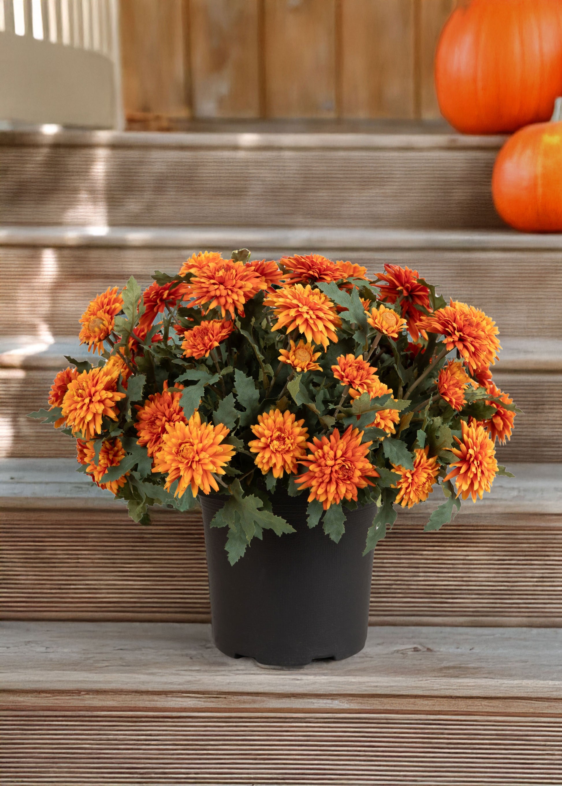 Fall mum sitting on front porch with pumpkins