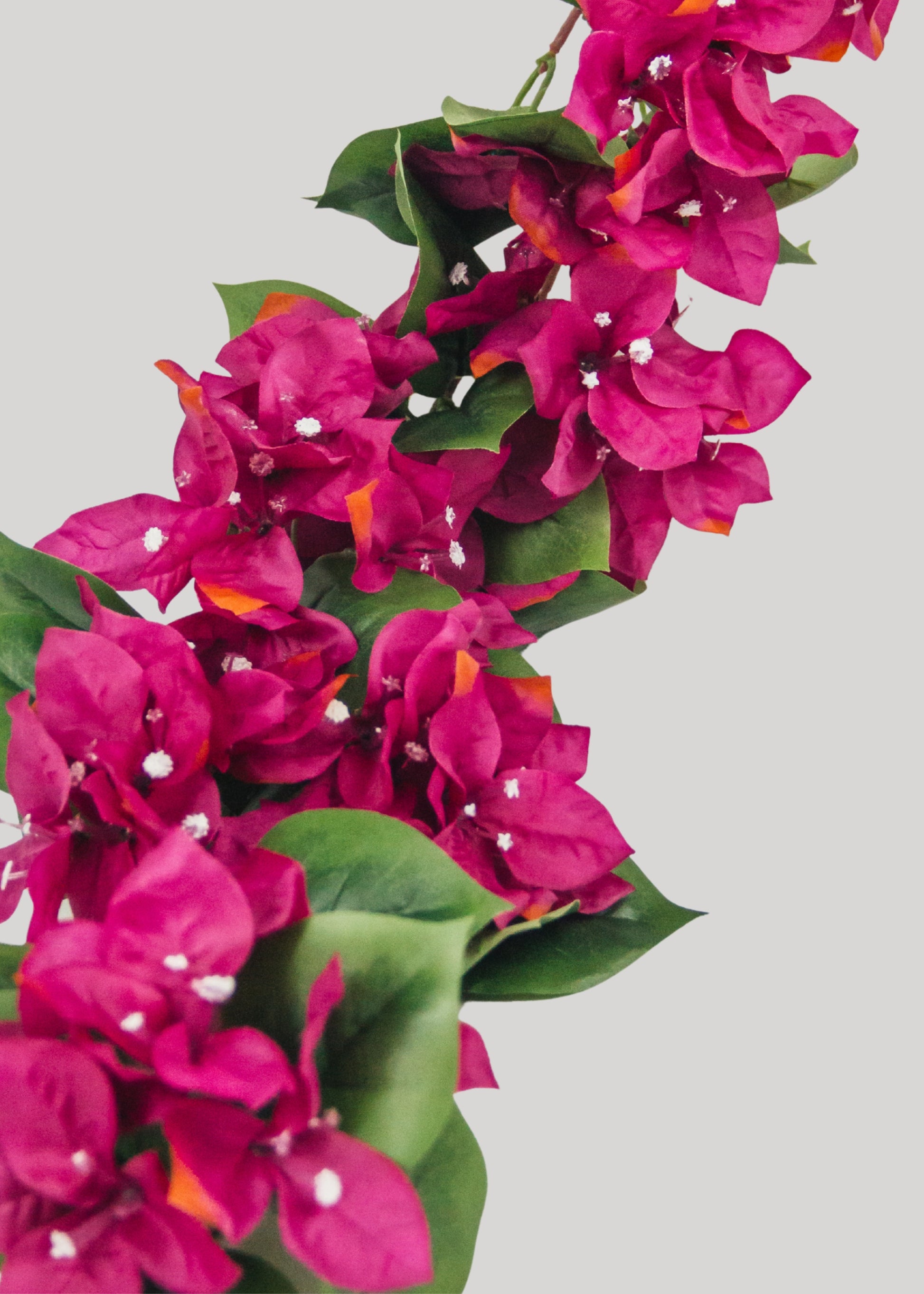 Close-up of vibrant pink bougainvillea garland