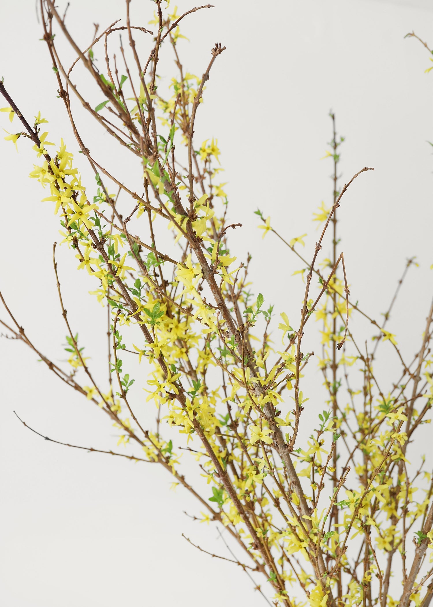 Fresh cut Forsythia Branches