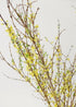 Fresh cut Forsythia Branches