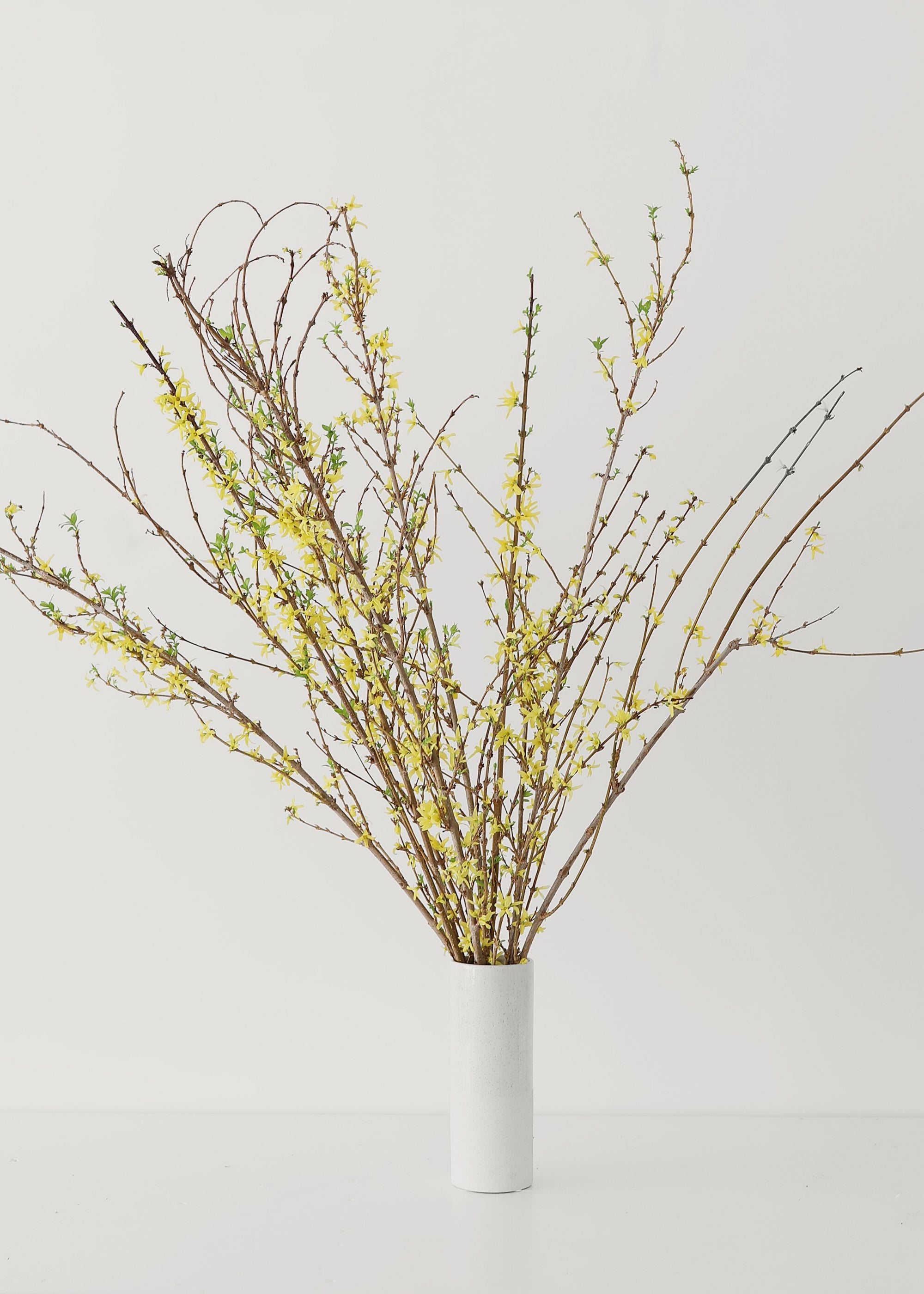 Fresh Forsythia Branches in a Vase