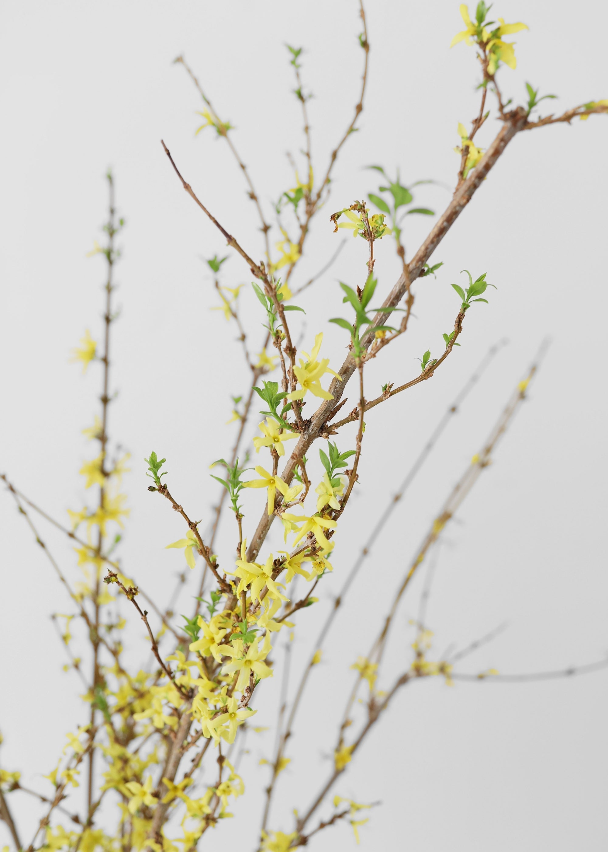 Close-up of Fresh Forsythia Branches
