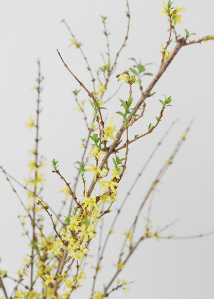 Close-up of Fresh Forsythia Branches