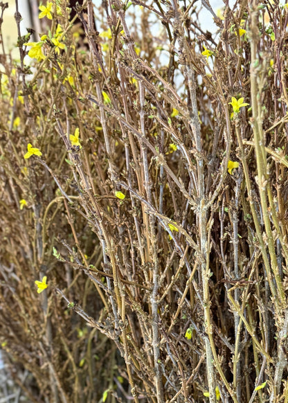 fresh cut forsythia branch bundles