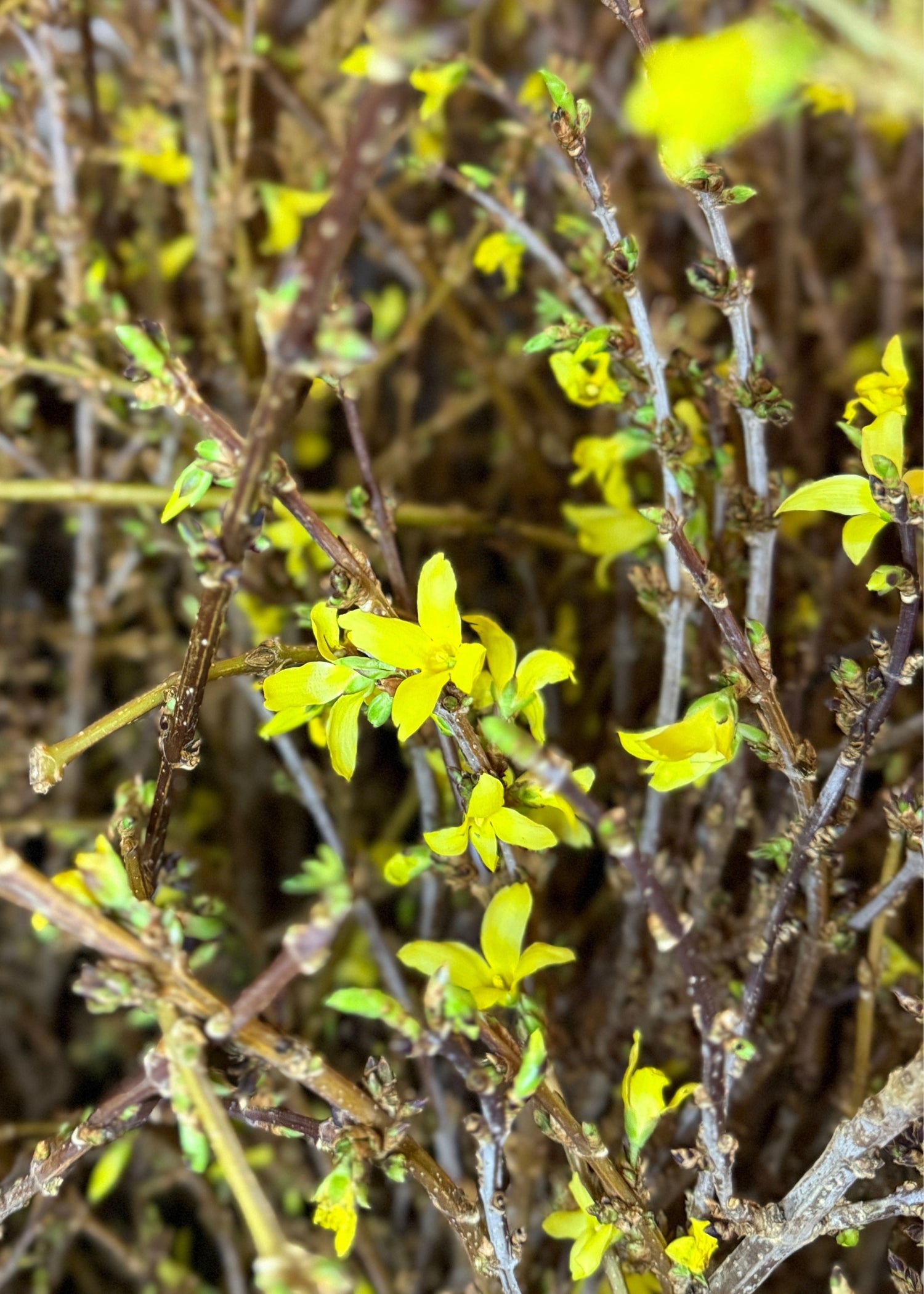 close up of fresh forsythia flower branches