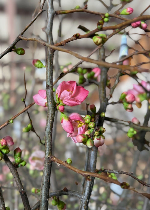 Fresh Quince Branches in Pink
