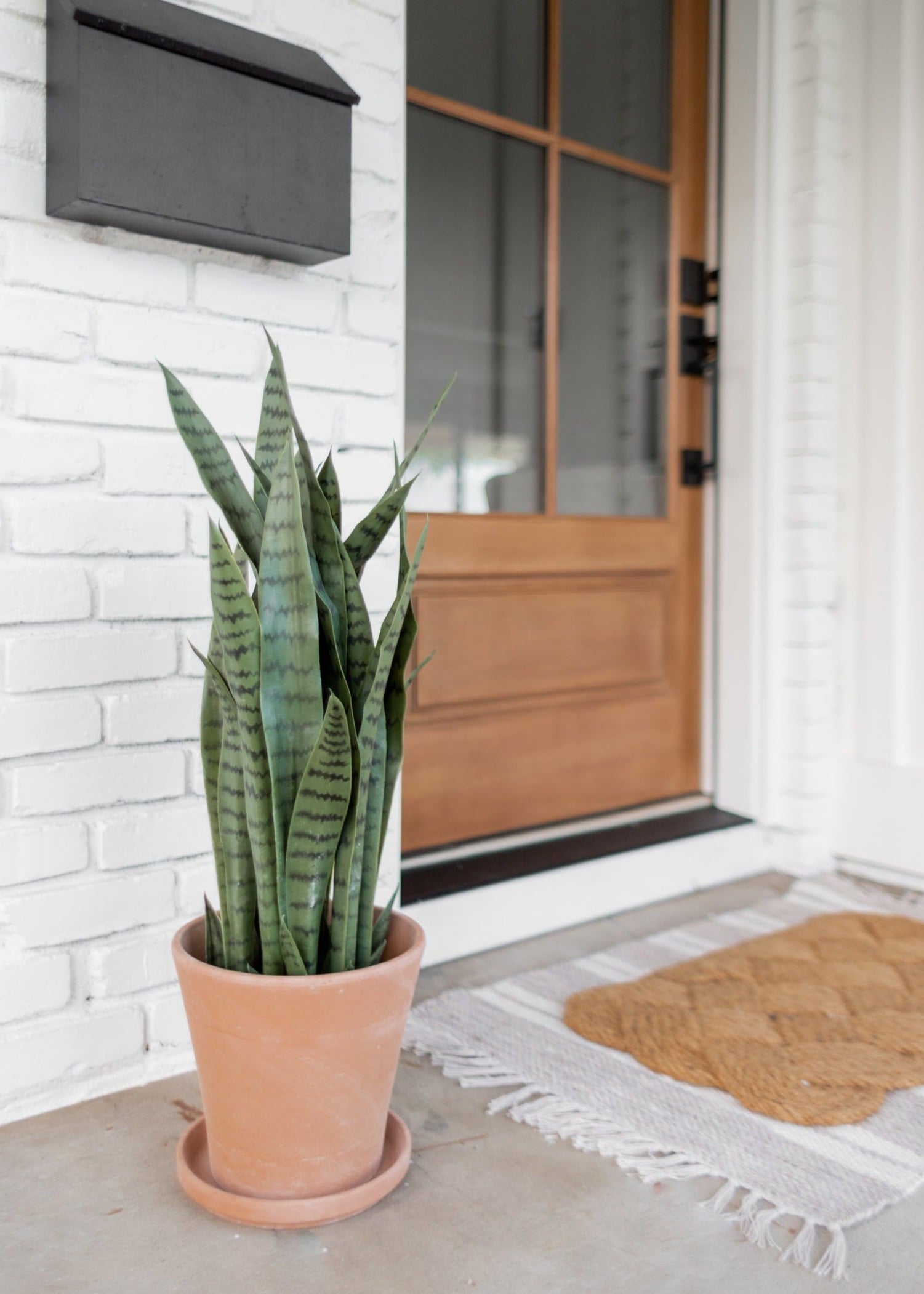 can i keep snake plant outside Snake Plant in Pot