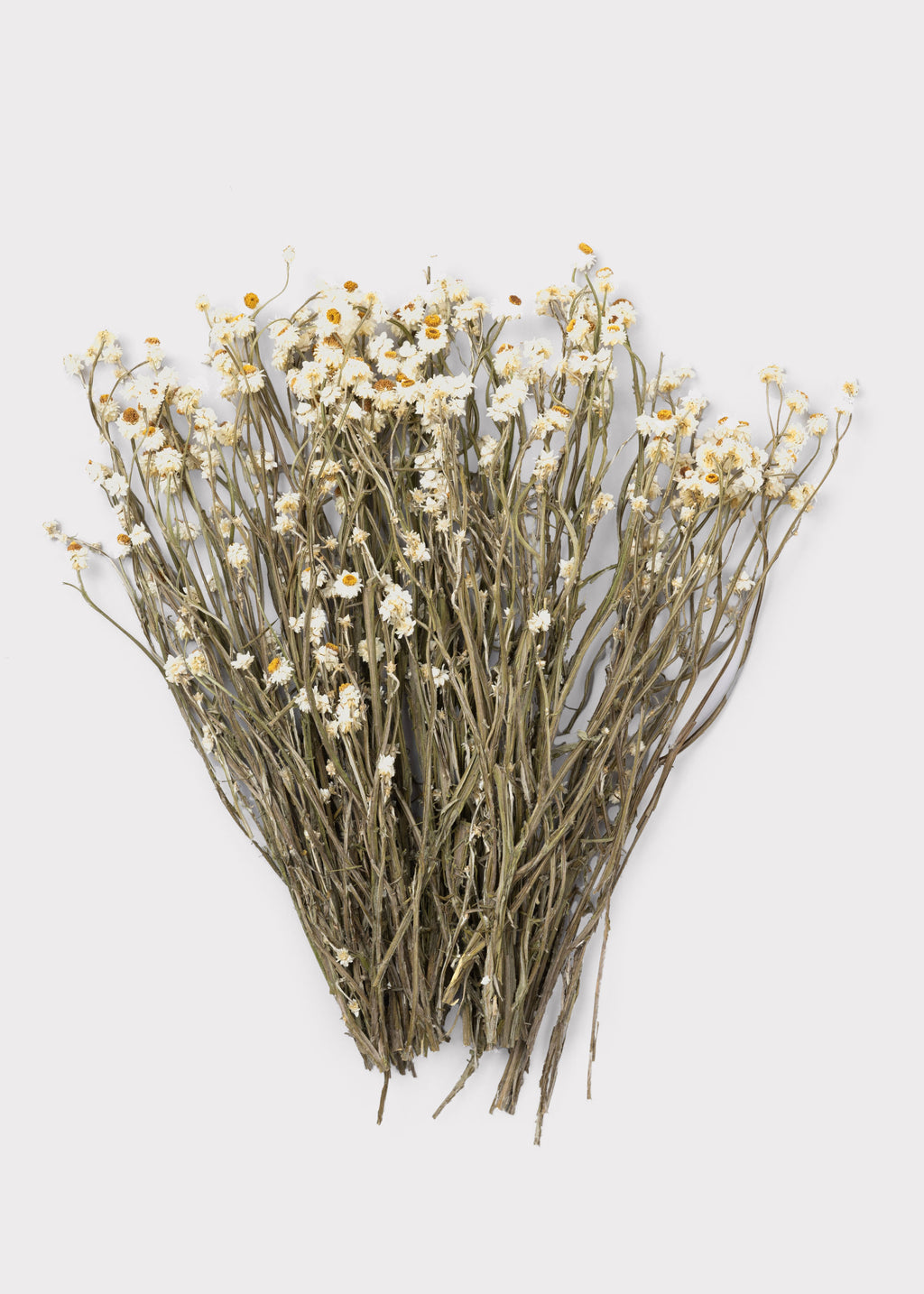 Natural White Dried Ammobium Flowers