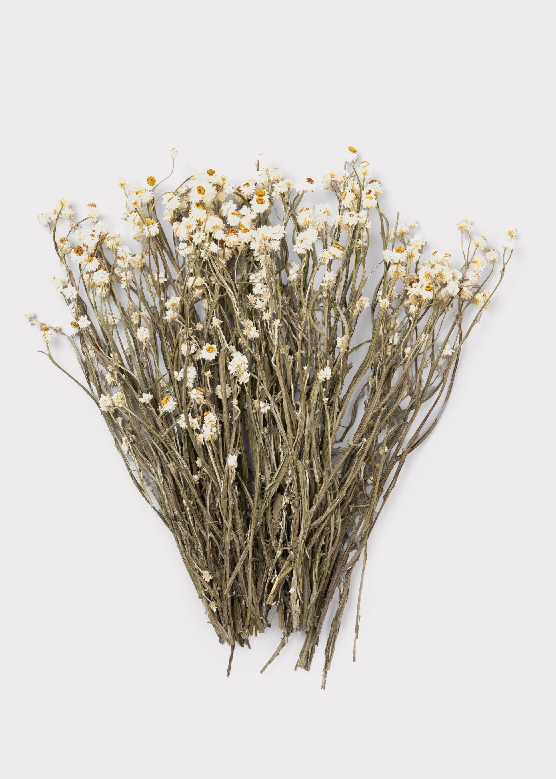 Natural White Dried Ammobium Flowers
