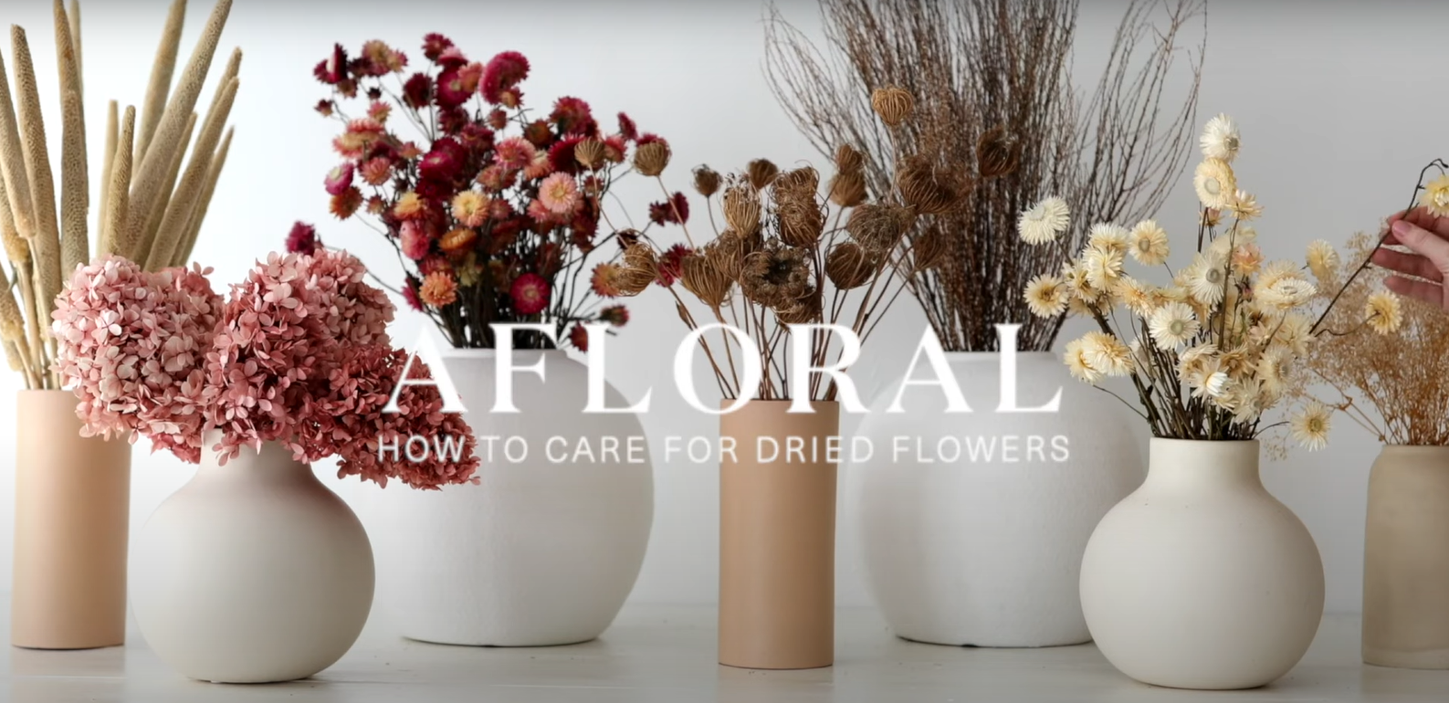 Load video: Watch how to care for dried plants and flowers. | Afloral