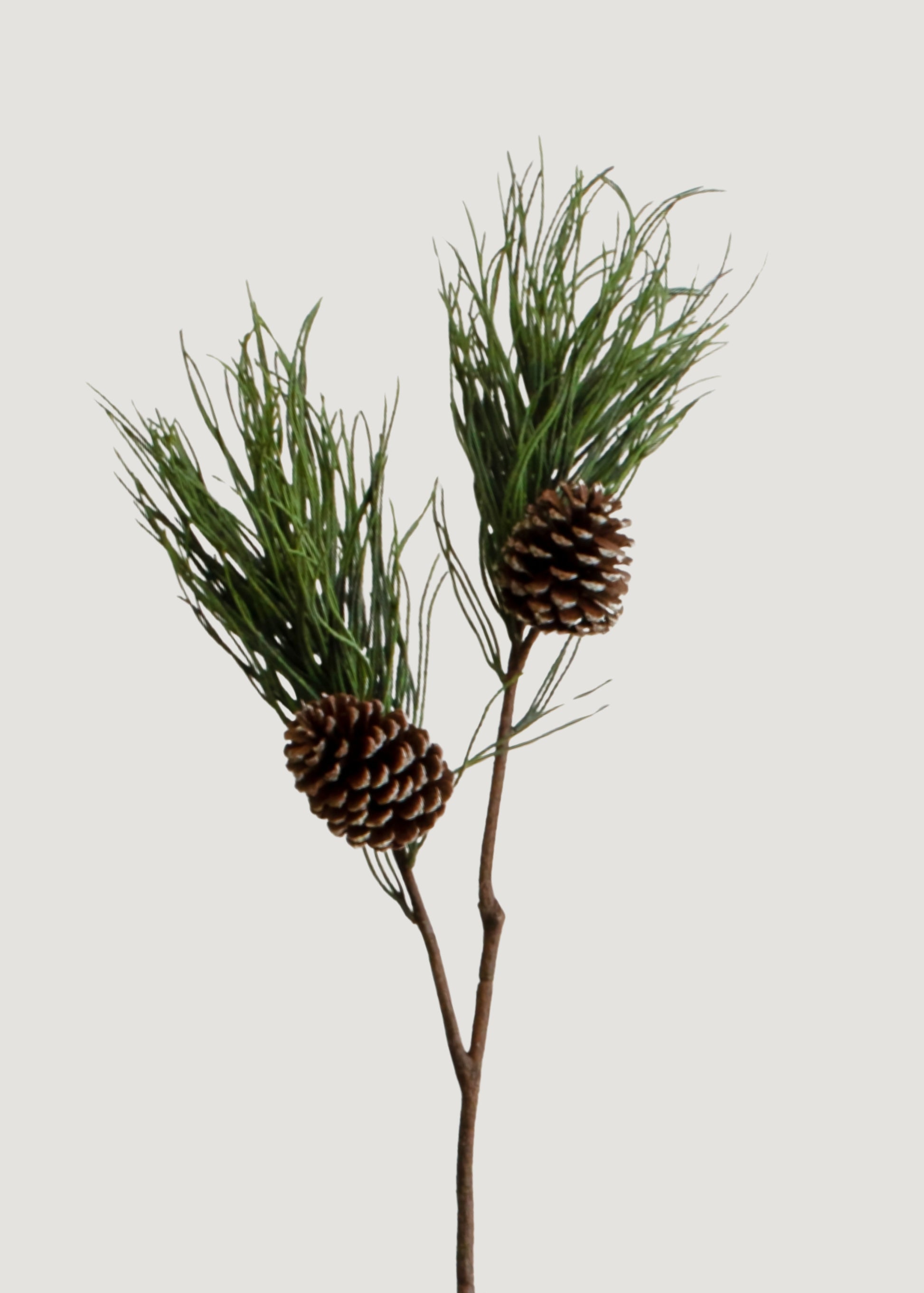 Long Pine Needle Branch