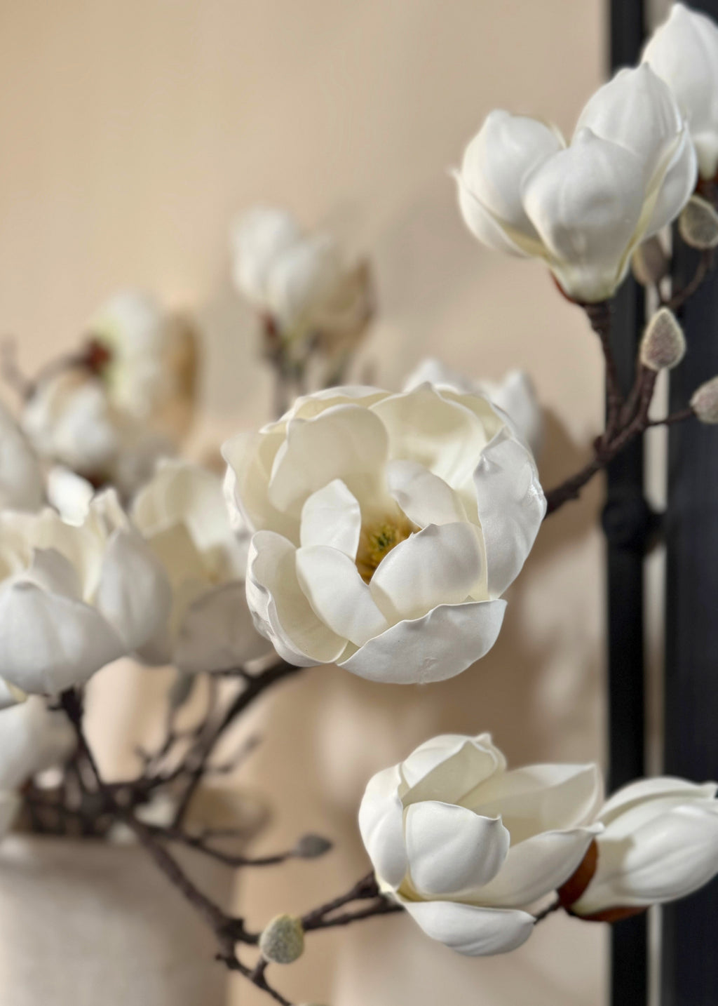 Close-up of white magnolia flowers 