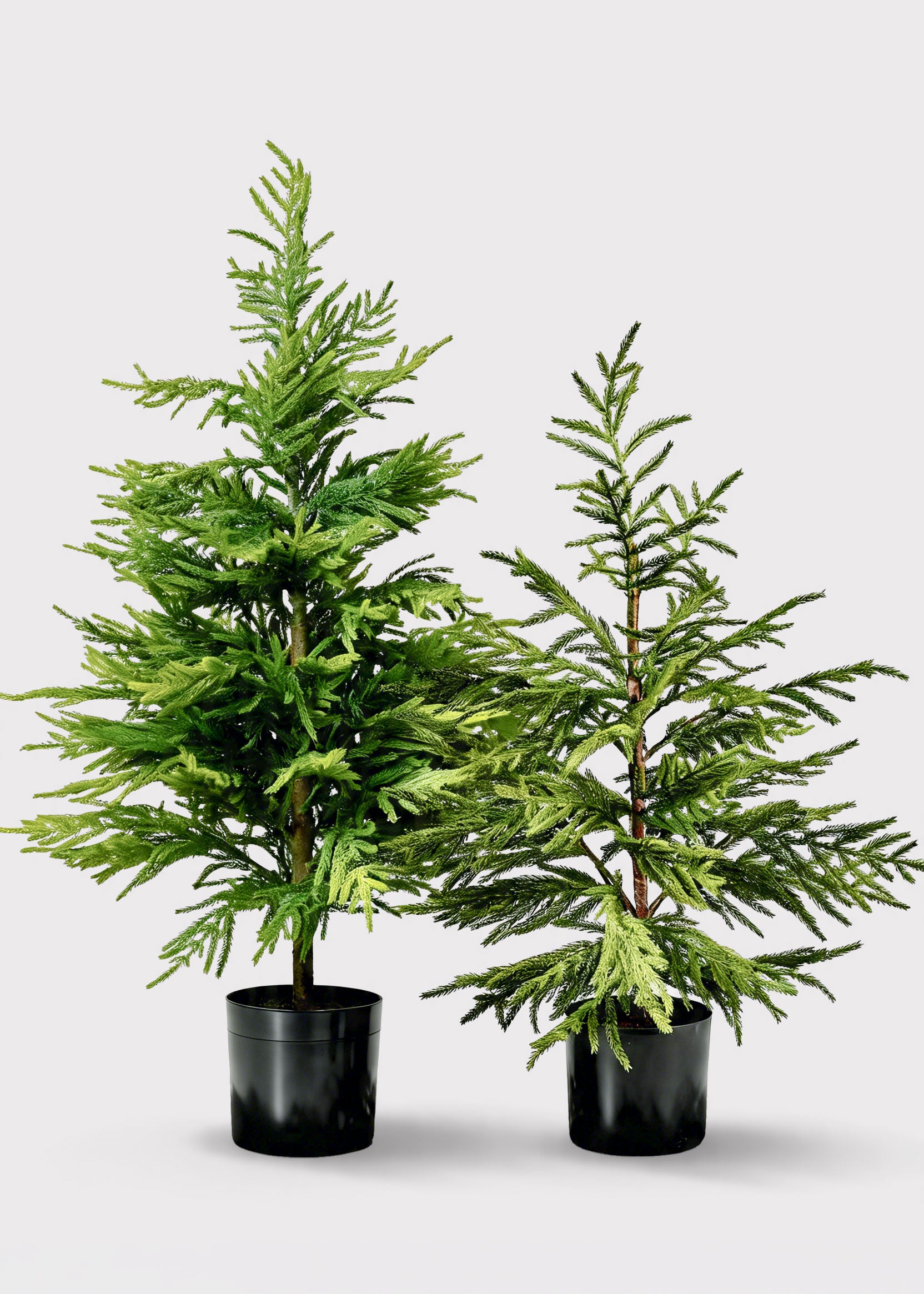 Afloral™ Artificial Norfolk Pine Tree - 36"