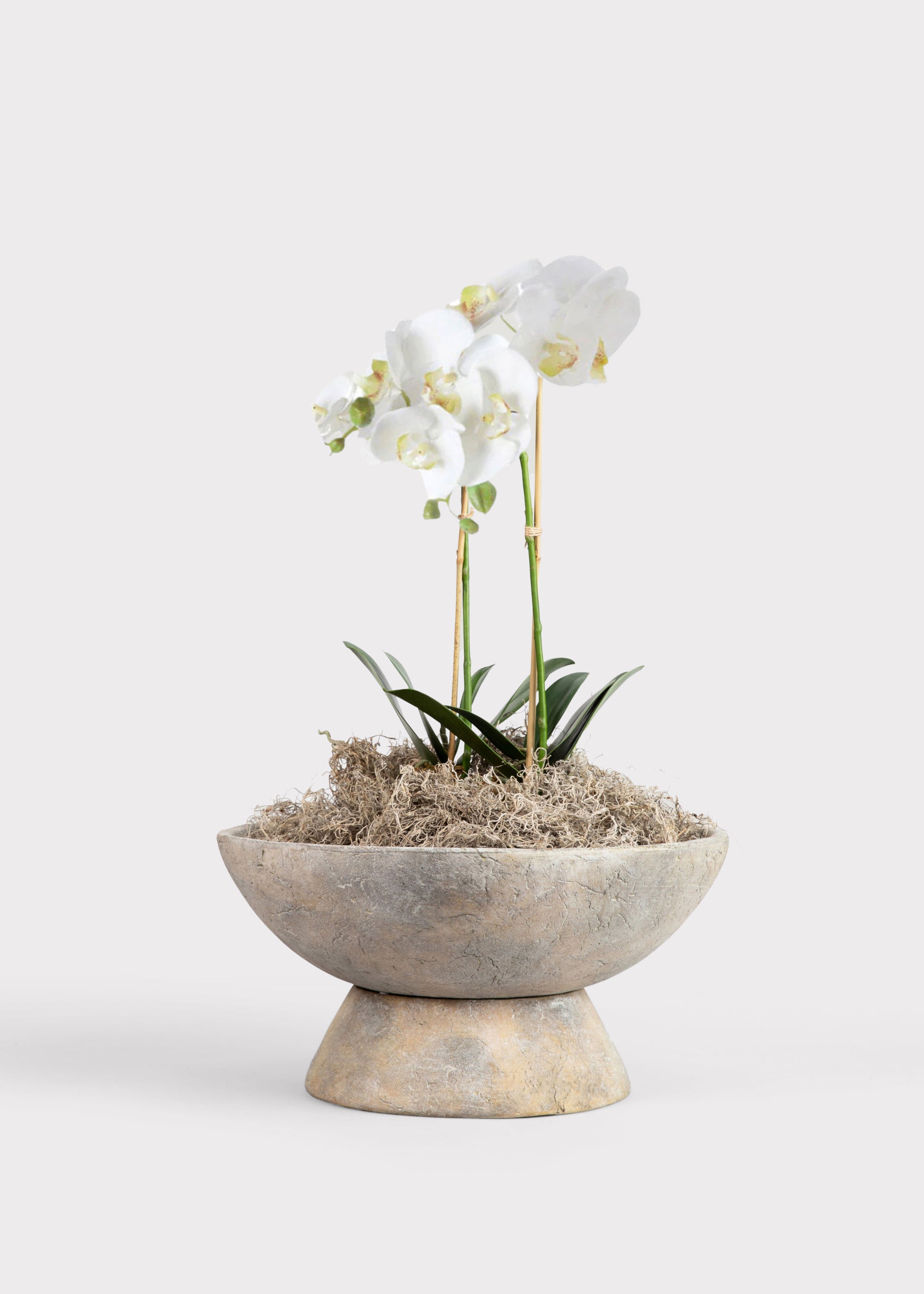 white orchid house plant Phalaenopsis Orchid Drop-In 23"