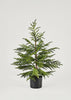 Winter Decor Potted Real Touch Norfolk Pine Tree at Afloral 