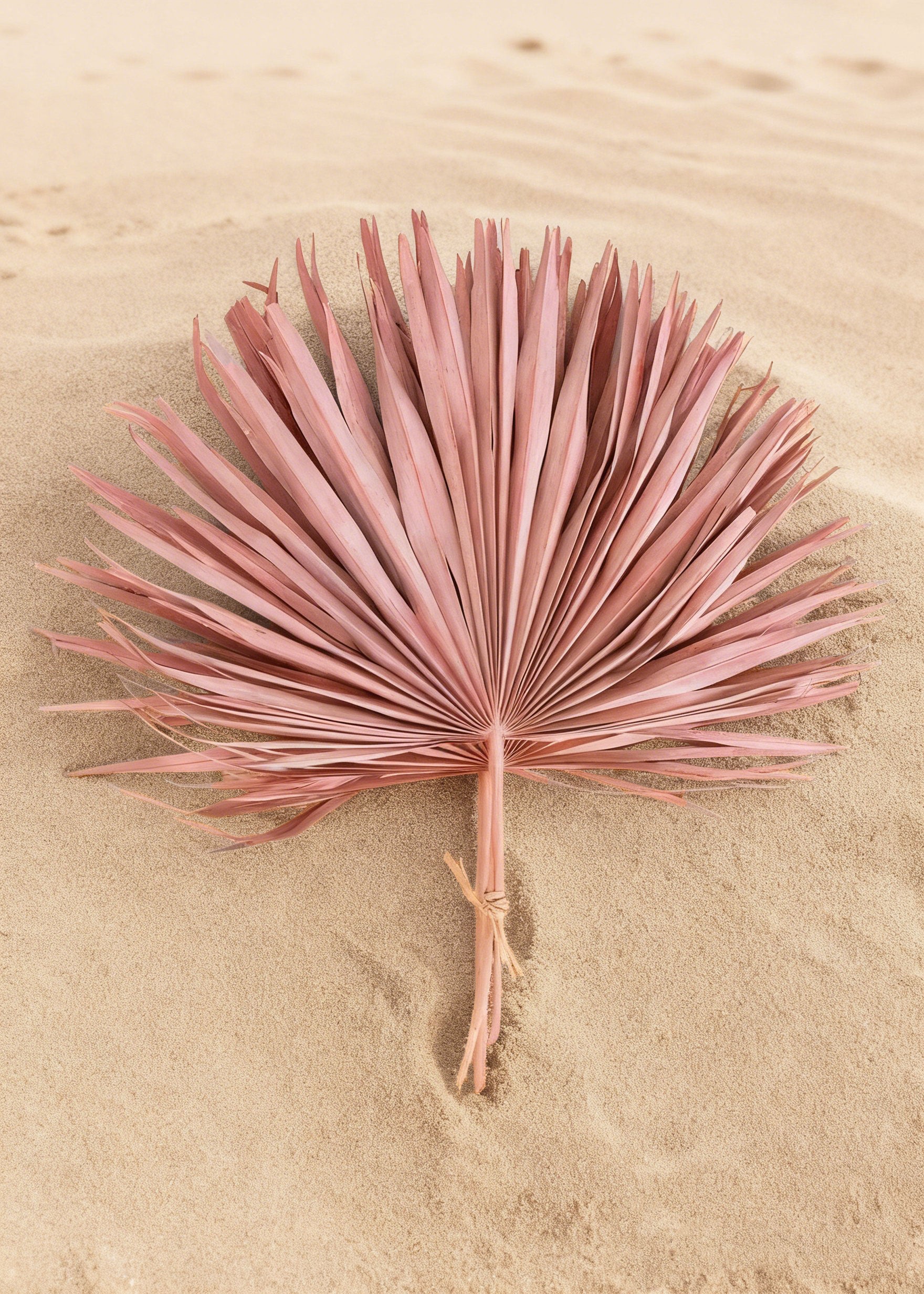 Pink Natural Dried Fan Palm Leaf Bundle in Sand