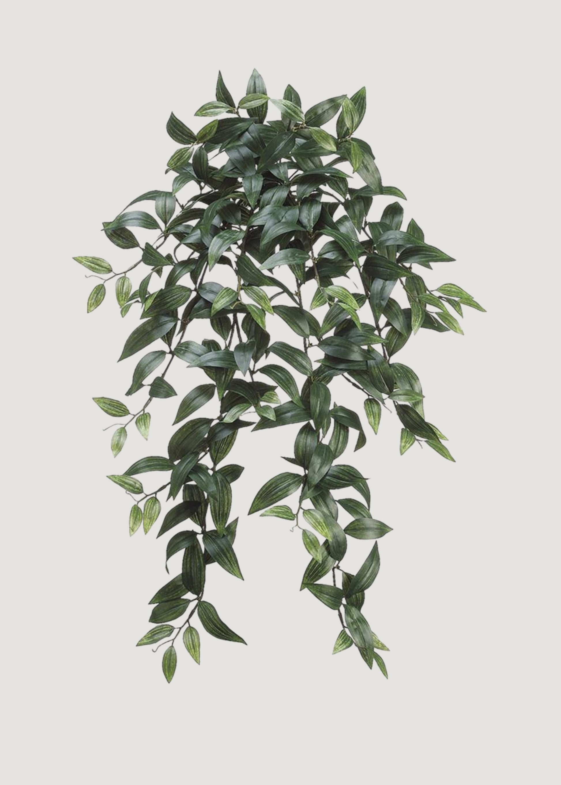 Hanging Ruscus Bush