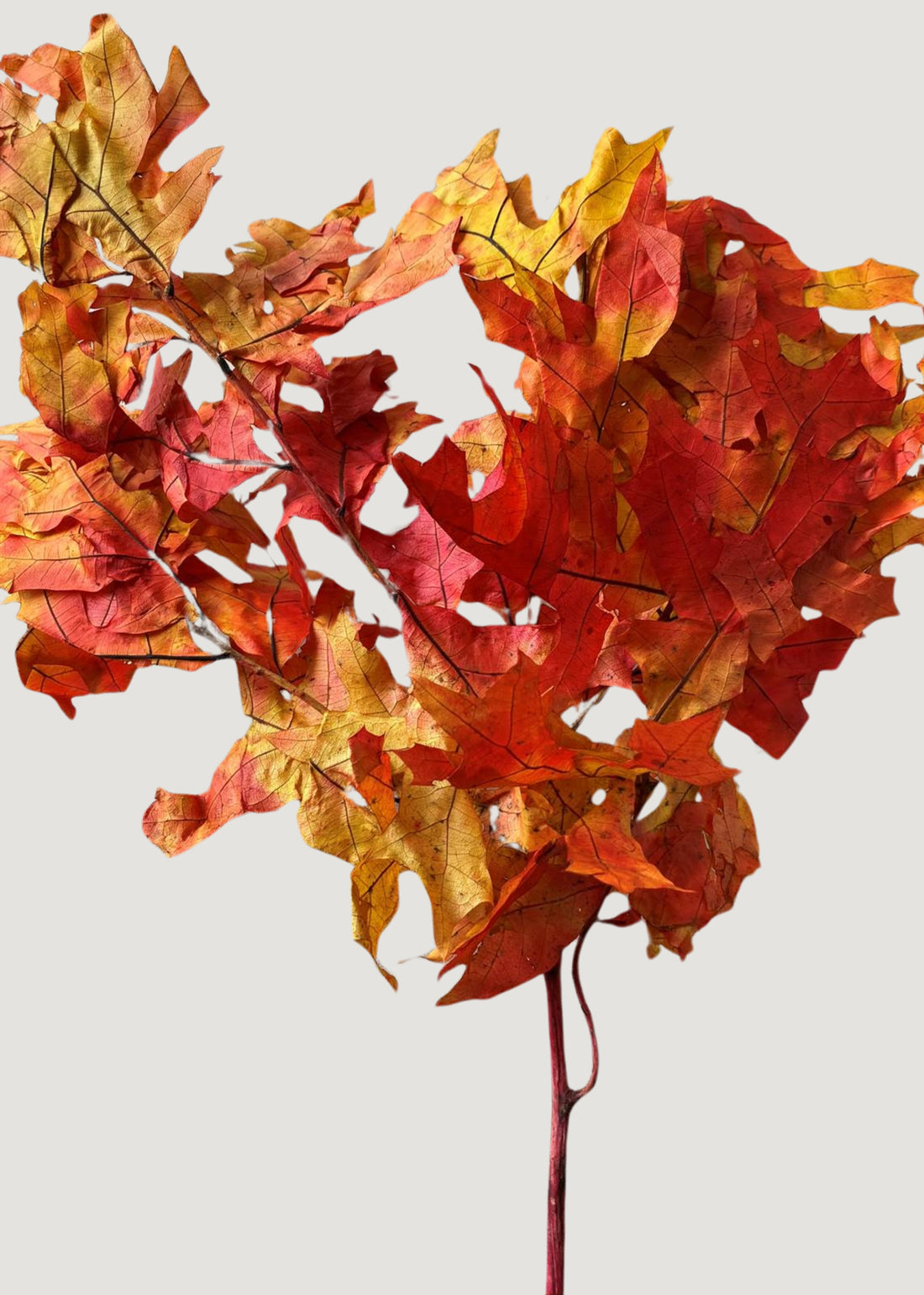 Preserved Fall Oak Leaves 