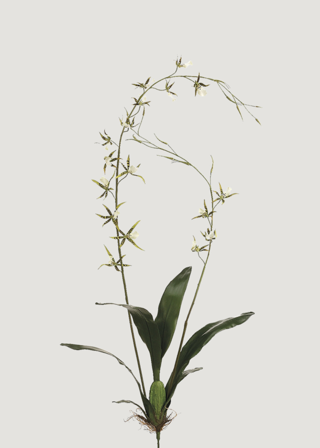 Artificial Blooming Brassia Orchid 